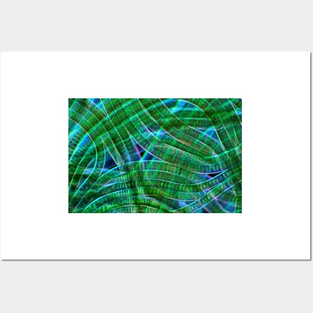Oscillatoria cyanobacteria, micrograph (C028/9169) Wall Art by SciencePhoto